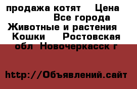 продажа котят  › Цена ­ 15 000 - Все города Животные и растения » Кошки   . Ростовская обл.,Новочеркасск г.